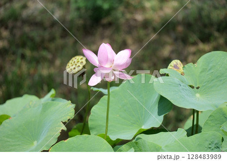 丸太村の古代ハス 128483989