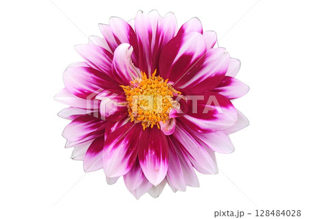 Pink Dahlia Macro Nature PNG Transparent Background. 128484028