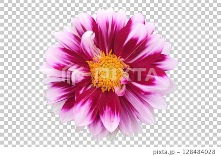 Pink Dahlia Macro Nature PNG Transparent Background. 128484028