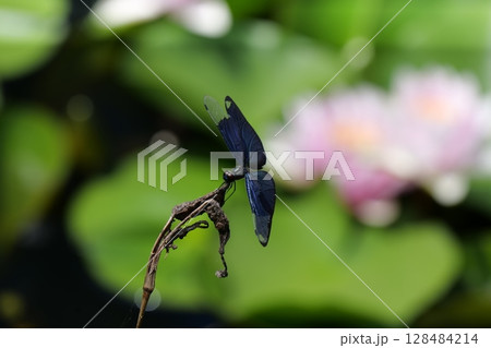 丸太村のチョウトンボ 128484214