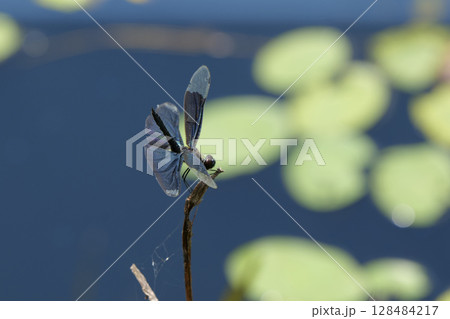 丸太村のチョウトンボ 丸太村のチョウトンボ 128484217