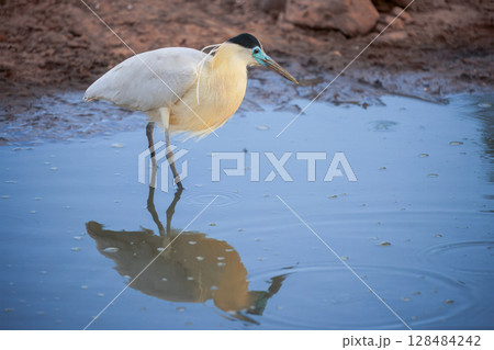 Caped heron in pantanal, brazil 128484242