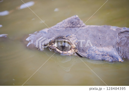 Caiman yacare in brazil 128484395