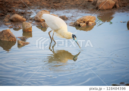 Caped heron in pantanal, brazil 128484396