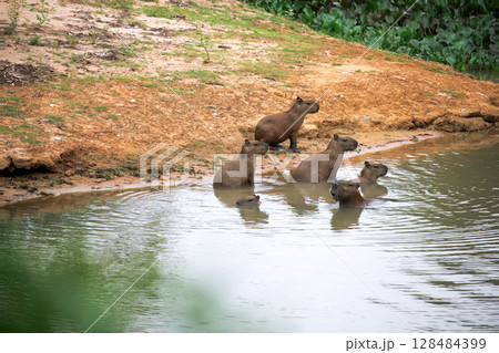 Capybaras in pantanal brazil 22 128484399