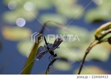 丸太村のチョウトンボ 丸太村のチョウトンボ 128484413