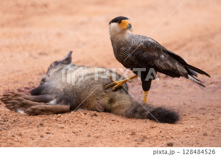 Crested caracara eating a fox in pantanal Crested caracara eating a fox in pantanal 128484526