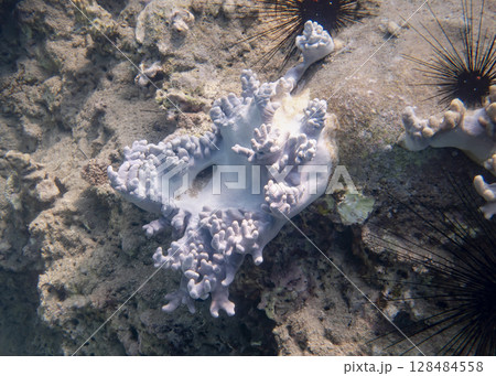 A white and purple sea sponge in the form of an abstraction sculpture in the South China Sea A white and purple sea sponge in the form of an abstraction sculpture in the South China Sea 128484558