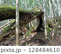山の中にある木 128484610