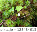 苔の上に生えるフキノトウ 128484613