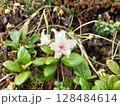 散った桜の花びら 128484614