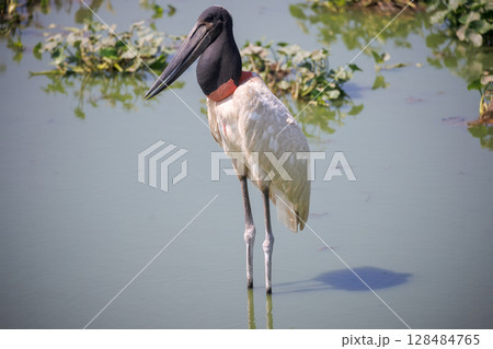 jabiru in pantanal, brazil jabiru in pantanal, brazil 128484765
