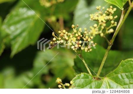 のぶどうの花に集まるハナバチの仲間 128484808