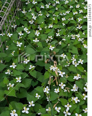 春の野原に咲く白いドクダミの花 春の野原に咲く白いドクダミの花 128484875
