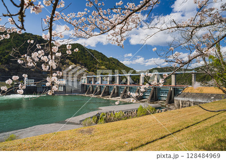 浜松市の船明ダムの桜並木の風景(静岡県) 128484969