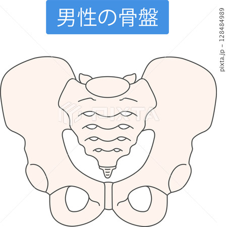 男性の骨盤 128484989