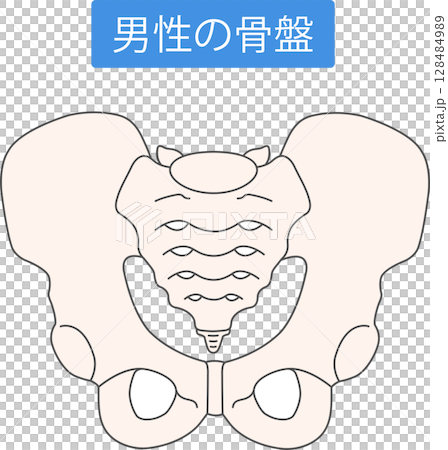 男性の骨盤 128484989