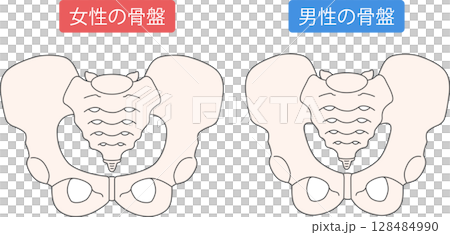 男性和女性骨盆 128484990