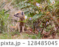 Yellow mongoose in kgalagadi transfrontier park 128485045