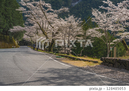 浜松市の秋葉ダムと千本桜の風景(静岡県) 128485053
