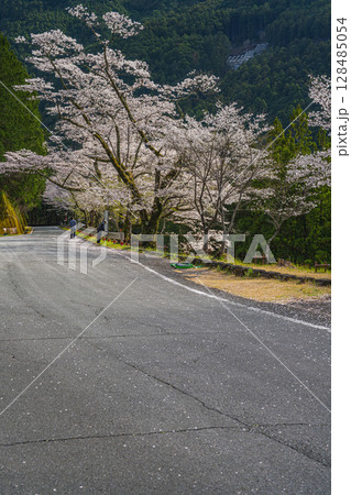 浜松市の秋葉ダムと千本桜の風景(静岡県) 128485054