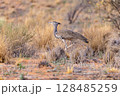Kori bustard in kgalagadi transfrontier park 128485259