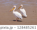 Pelican in walvis bay namibia 128485261