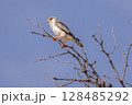 pigmi falcon in kgalagadi transfrontier park 128485292