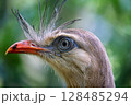 red-legged seriema in brazil 128485294