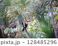 Toucan at iguazu national Park 128485296