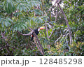 Toucan at iguazu national Park 128485298