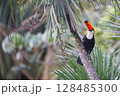 Toucan at iguazu national Park 128485300