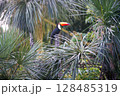 Toucan at iguazu national Park 128485319