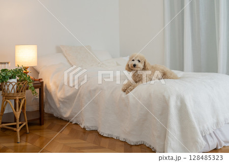 ベッドの上に座る犬 ベッドの上に座る犬 128485323