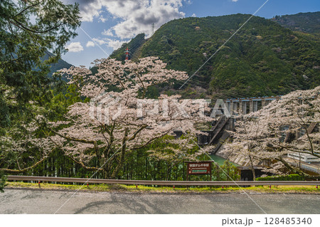 浜松市の秋葉ダムと千本桜の風景(静岡県) 128485340
