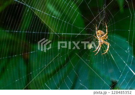 Spotted cross spider constructs its web amid vibrant green foliage, illustrating nature's delicate craftsmanship 128485352