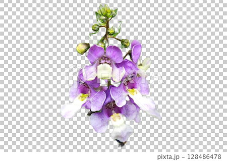 Transparent Angelonia angustifolia Bloom PNG No Background. 128486478
