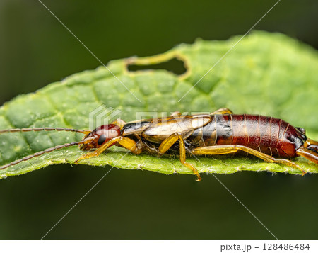 Common earwig on a Green Leaf in Nature Common earwig on a Green Leaf in Nature 128486484
