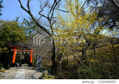 春の宇治上神社 128486603