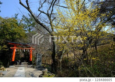春の宇治上神社 春の宇治上神社 128486605