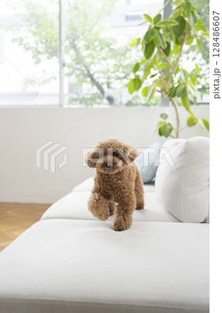 ソファの上を歩くトイプードル 128486607