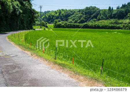 夏の田舎道 128486879