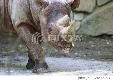 ヒガシクロサイ　絶滅危惧種　サイ　動物園 128486905