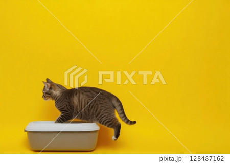 Adorable grey kitten sitting inside a litter box against yellow plain background. Pet care. Domestic cat going at litterbox. Pet Hygiene. Feline wants to go to cat's toilet. Accustoming to the toilet 128487162