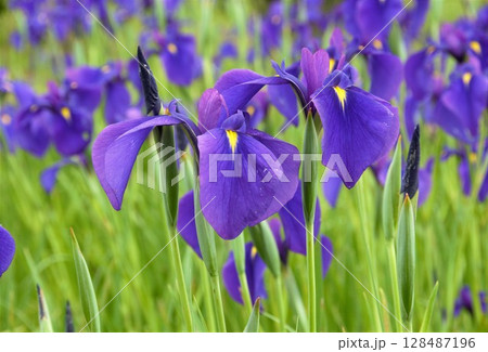 美しい斎宮の花菖蒲 128487196