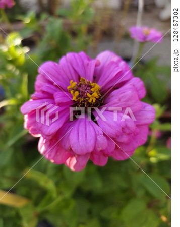 flower in the garden flower in the garden 128487302