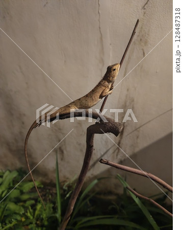lizard on the tree 128487318