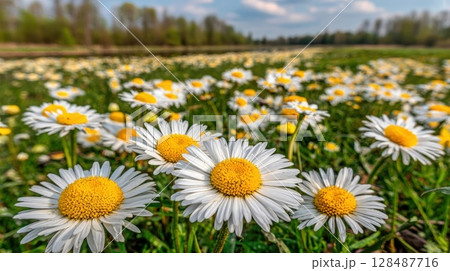 field of daisy flowers 128487716