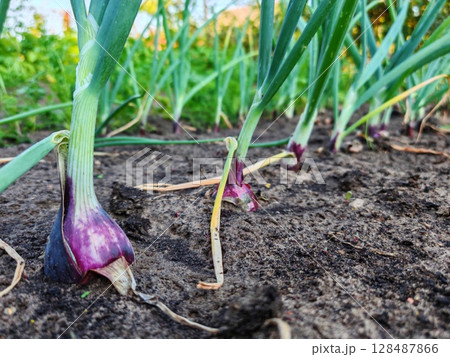 Close-up of an onion in a garden. Red onions grow in the garden, Harvest onions, Growing vegetables, Onion bulbs in soil, plantation in country garden, growing vegetables Close-up of an onion in a garden. Red onions grow in the garden, Harvest onions, Growing vegetables, Onion bulbs in soil, plantation in country garden, growing vegetables 128487866