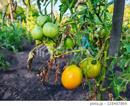Organic healthy green tomato fruit vegetable grow in agriculture farm. green tomato on branch in garden Organic healthy green tomato fruit vegetable grow in agriculture farm. green tomato on branch in garden 128487869